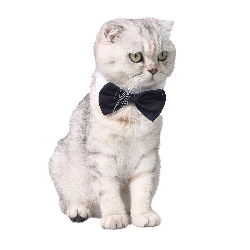 Chat avec un nœud papillon noir, parfait pour des occasions spéciales et accessoire élégant pour animaux.