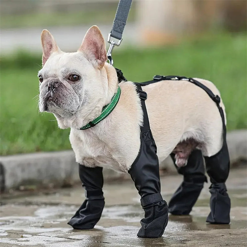 Chien en bottes étanches réglables pour protection des pattes, portant un collier vert.