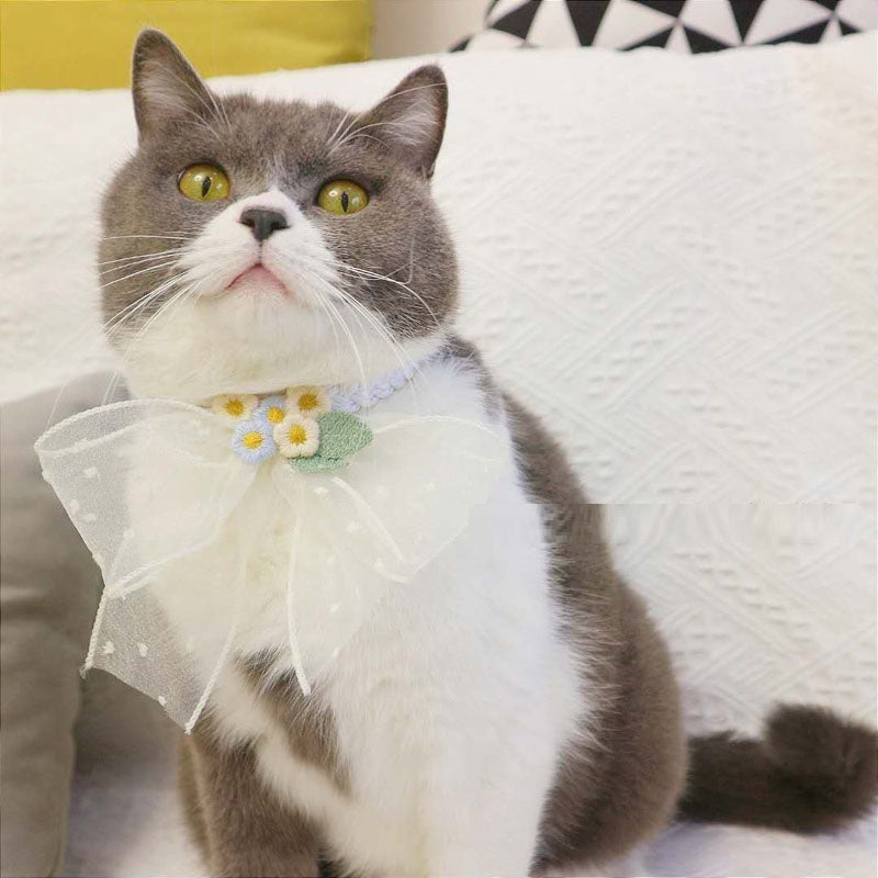 Chat gris avec un nœud décoratif élégant, assis sur un canapé, ajoutant du style à votre animal de compagnie.