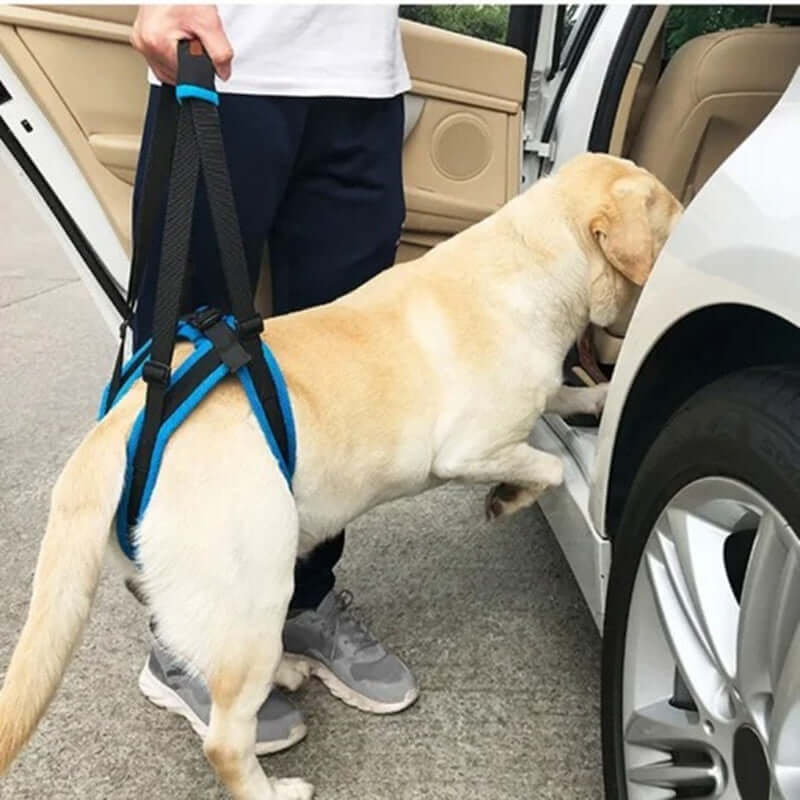 Chien utilisant un harnais de support pour monter dans une voiture, offrant du soutien et de la mobilité.
