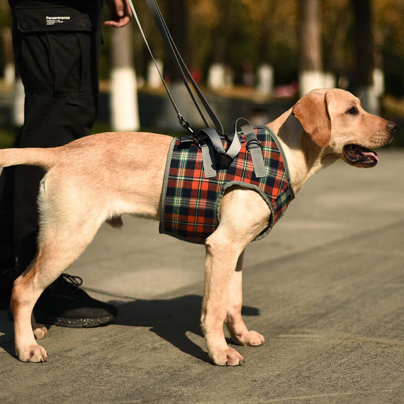 Chien de race Labrador portant un harnais à carreaux lors d'une promenade en extérieur.