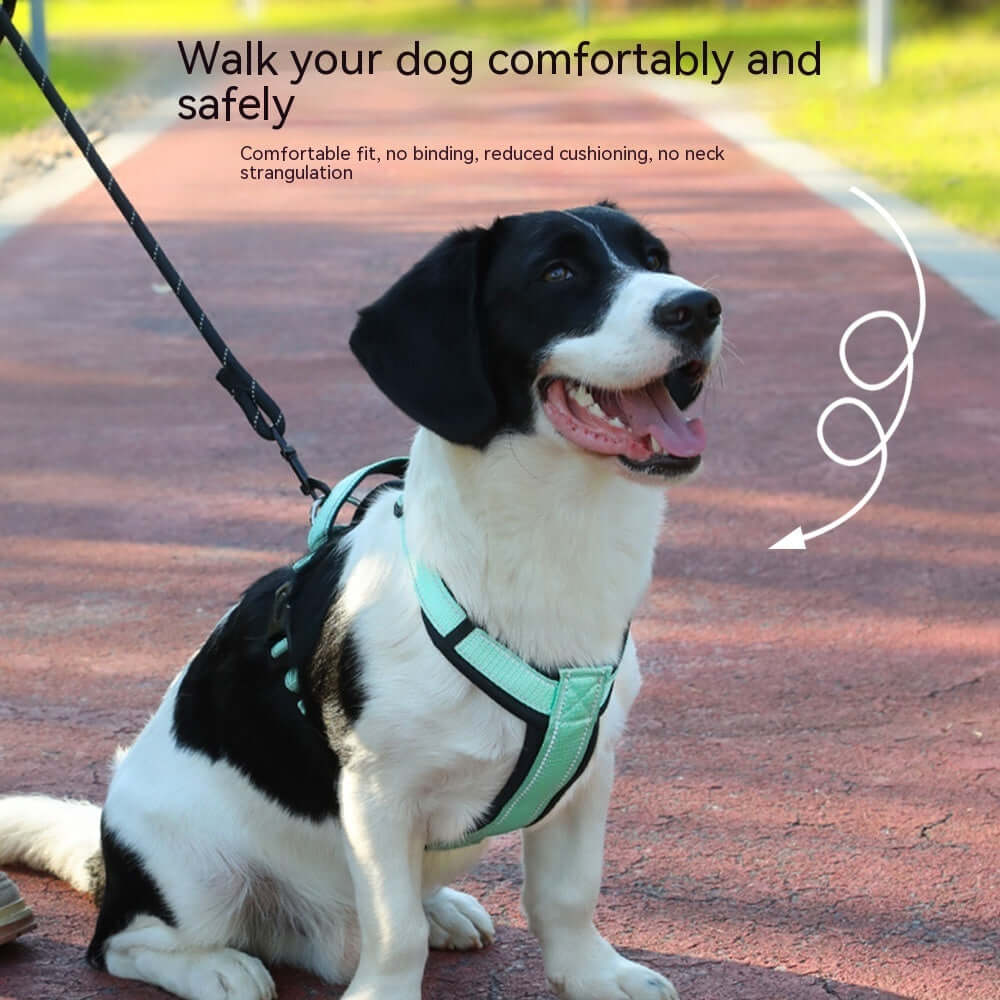 Chien portant un gilet réfléchissant avec laisse, prêt pour une promenade confortable et sécurisée.