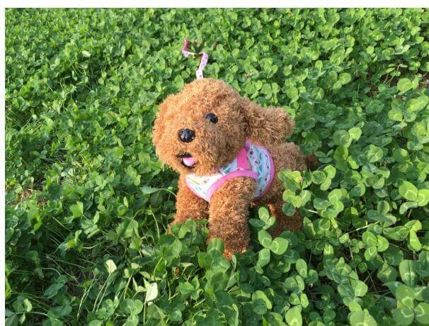 Chien en peluche portant un gilet de randonnée rose, explorant un champ de trèfles.