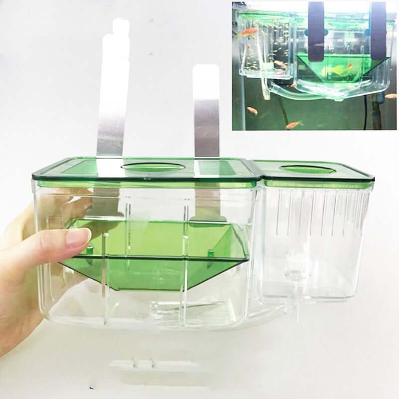 Boîte d'isolement pour poissons Guppy et combattants, protectrice et innovante, assurant le bien-être des poissons.