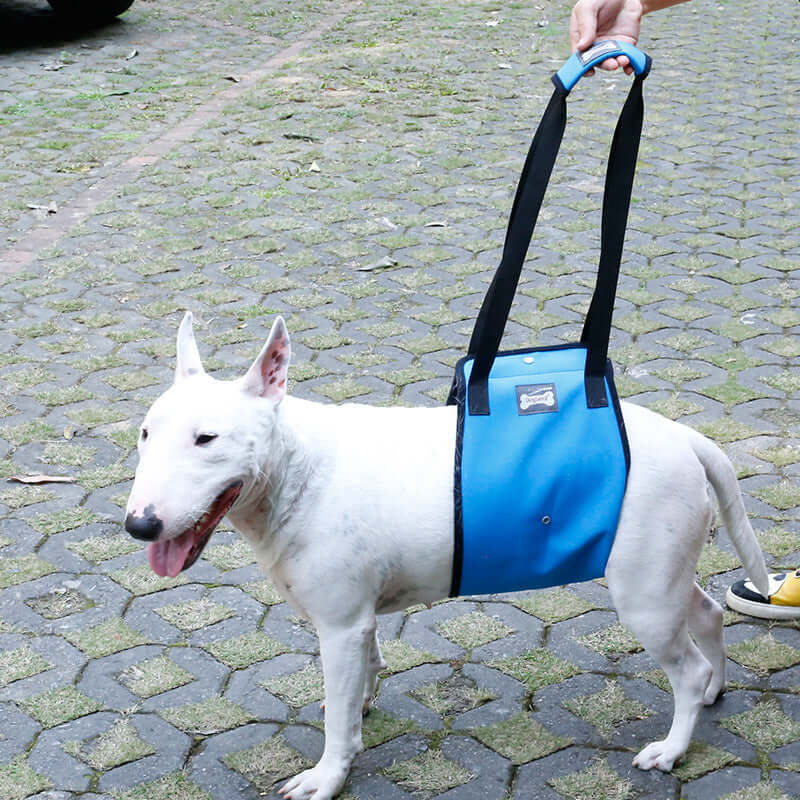 Ceinture de protection bleue pour chien blessé, offrant soutien et confort lors des promenades.
