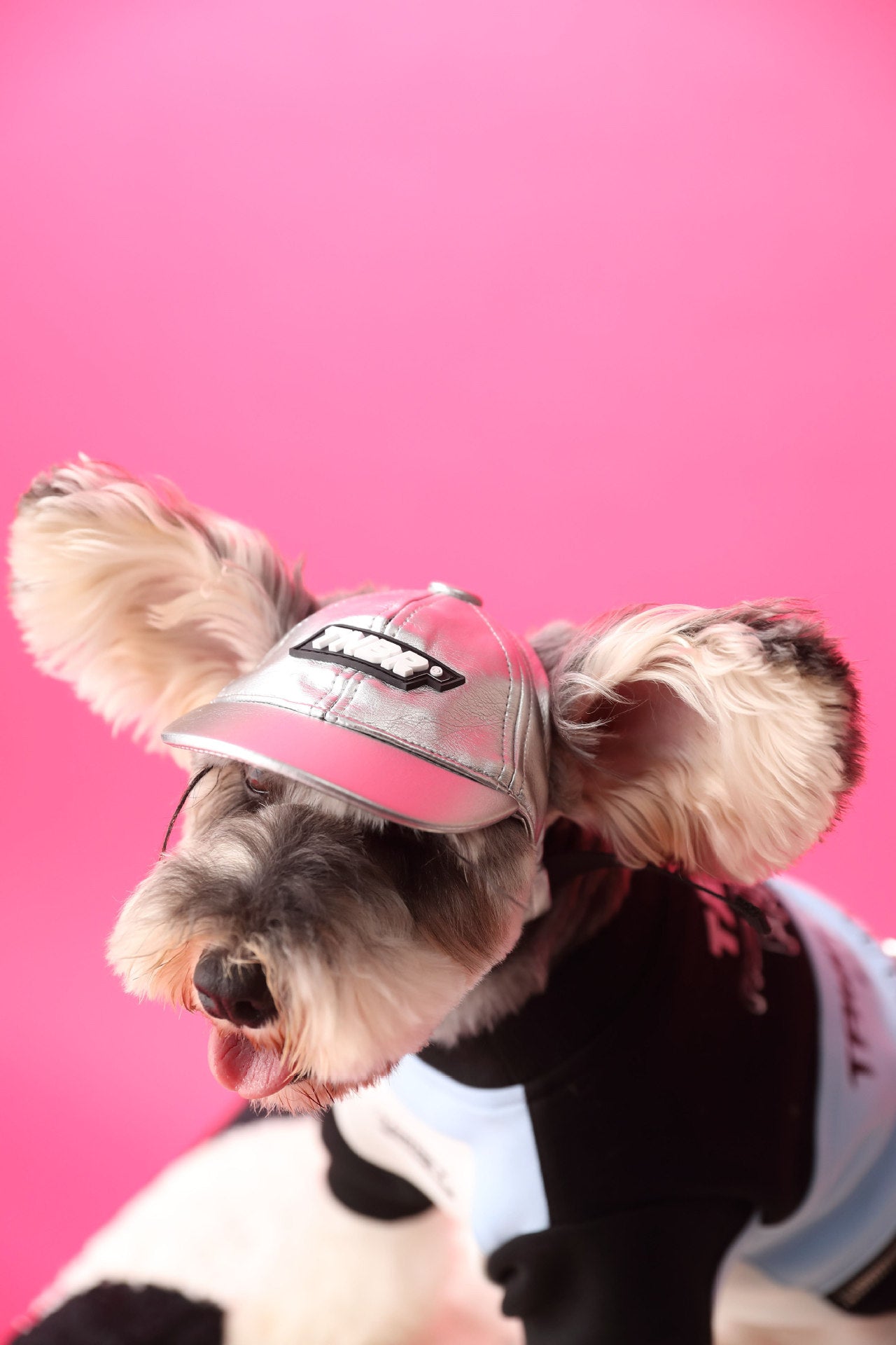 Chien portant un chapeau tendance et un pull coloré sur fond rose, parfait pour un look élégant.