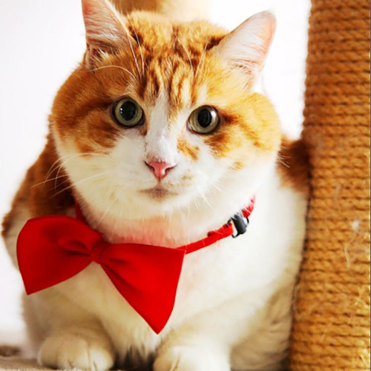 Chat joueur avec un nœud rouge, confortablement assis près de son griffoir en sisal.