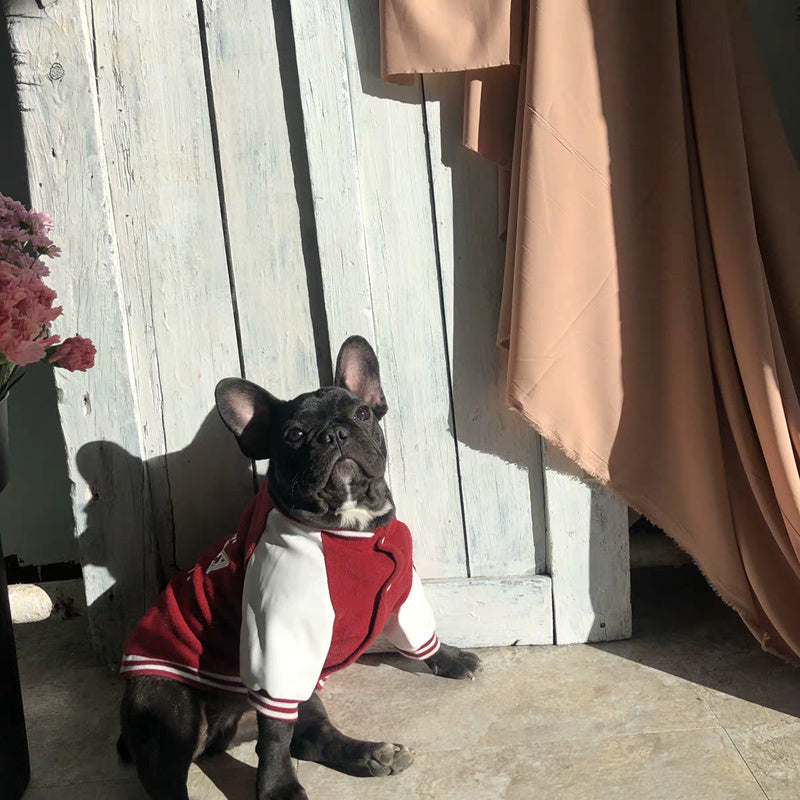 Chien français en uniforme de baseball rouge et blanc, assis devant un mur en bois, profitant de la lumière du soleil.