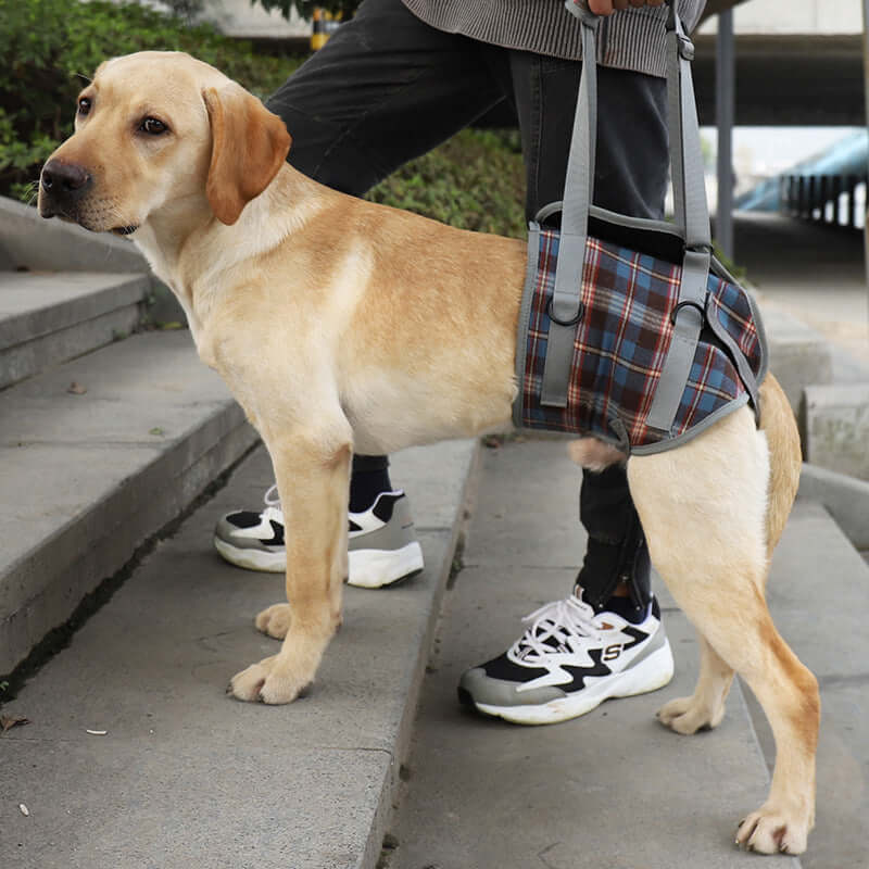 Ceinture accessoire pour chien âgé en polyester, motif plaid, assurant confort et style lors des promenades.
