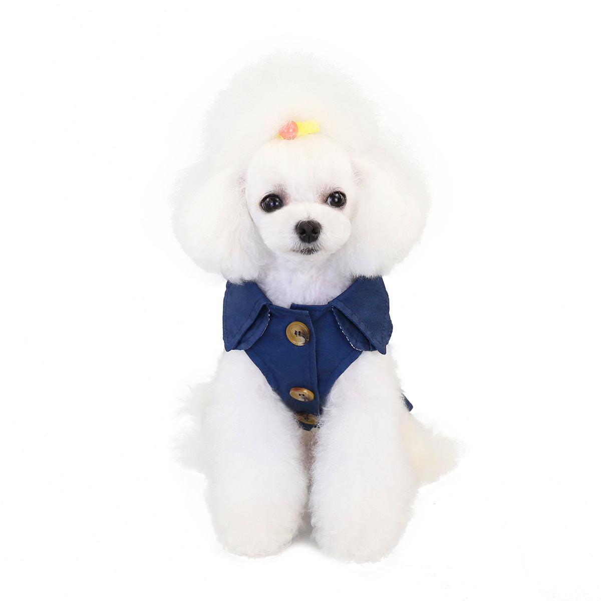 Petit chien poodle portant une veste coupe-vent bleue avec boutons, idéal pour l'automne et l'hiver.