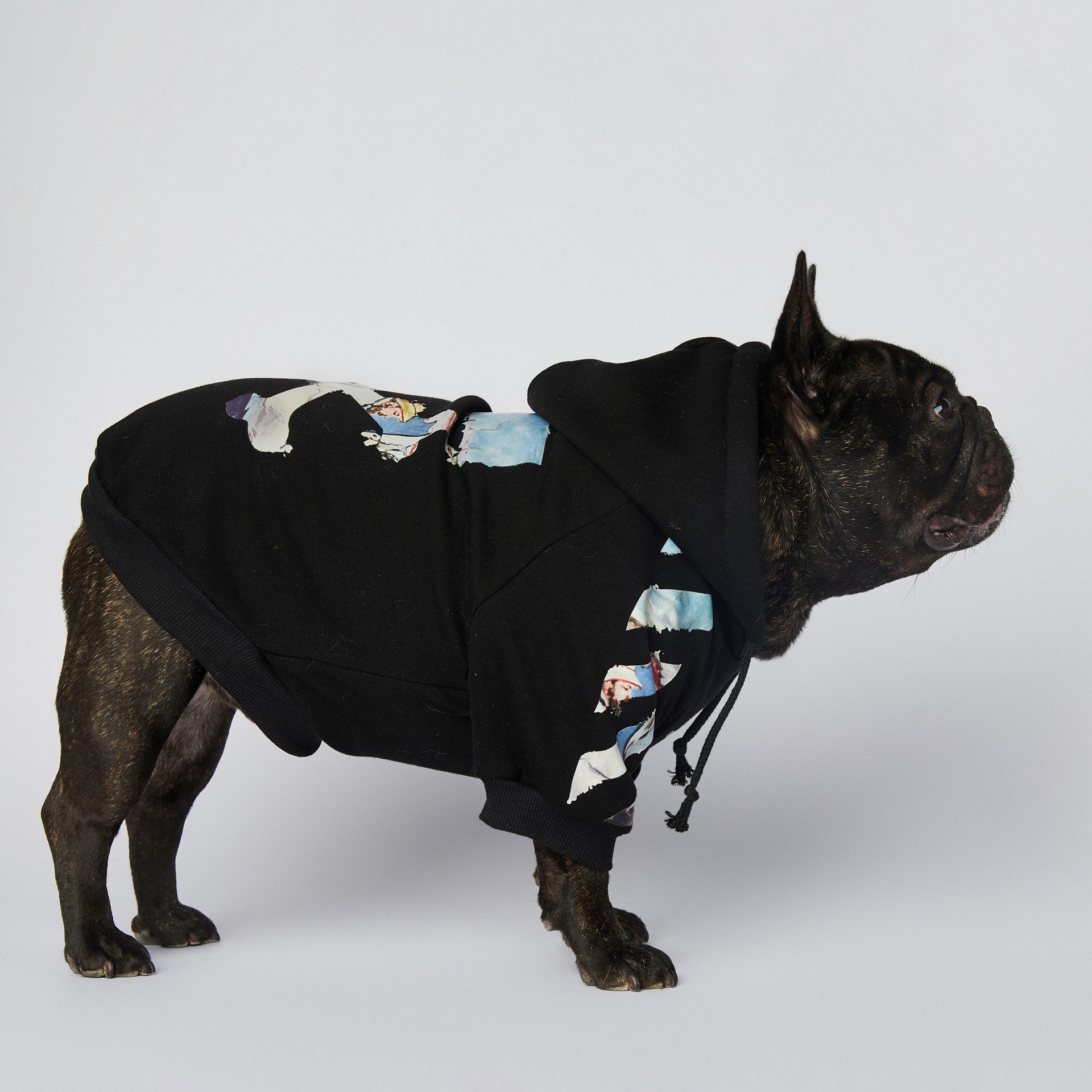 Chien français en sweat noir avec capuche, stylé et confortable, parfait pour les promenades.