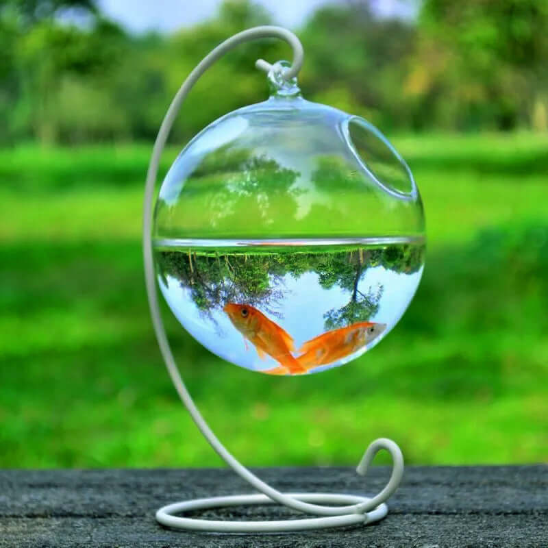 Vase à suspendre en verre avec poissons dorés, créant un aquarium miniature, éco-chic et élégant.