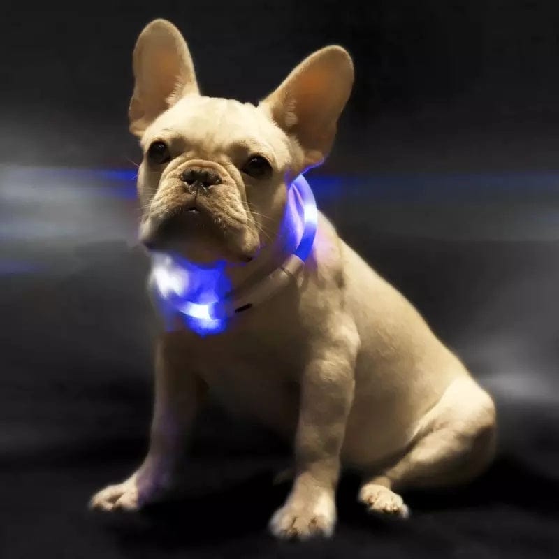 Chien portant un collier lumineux anti-perte pour assurer sa visibilité lors des promenades nocturnes.