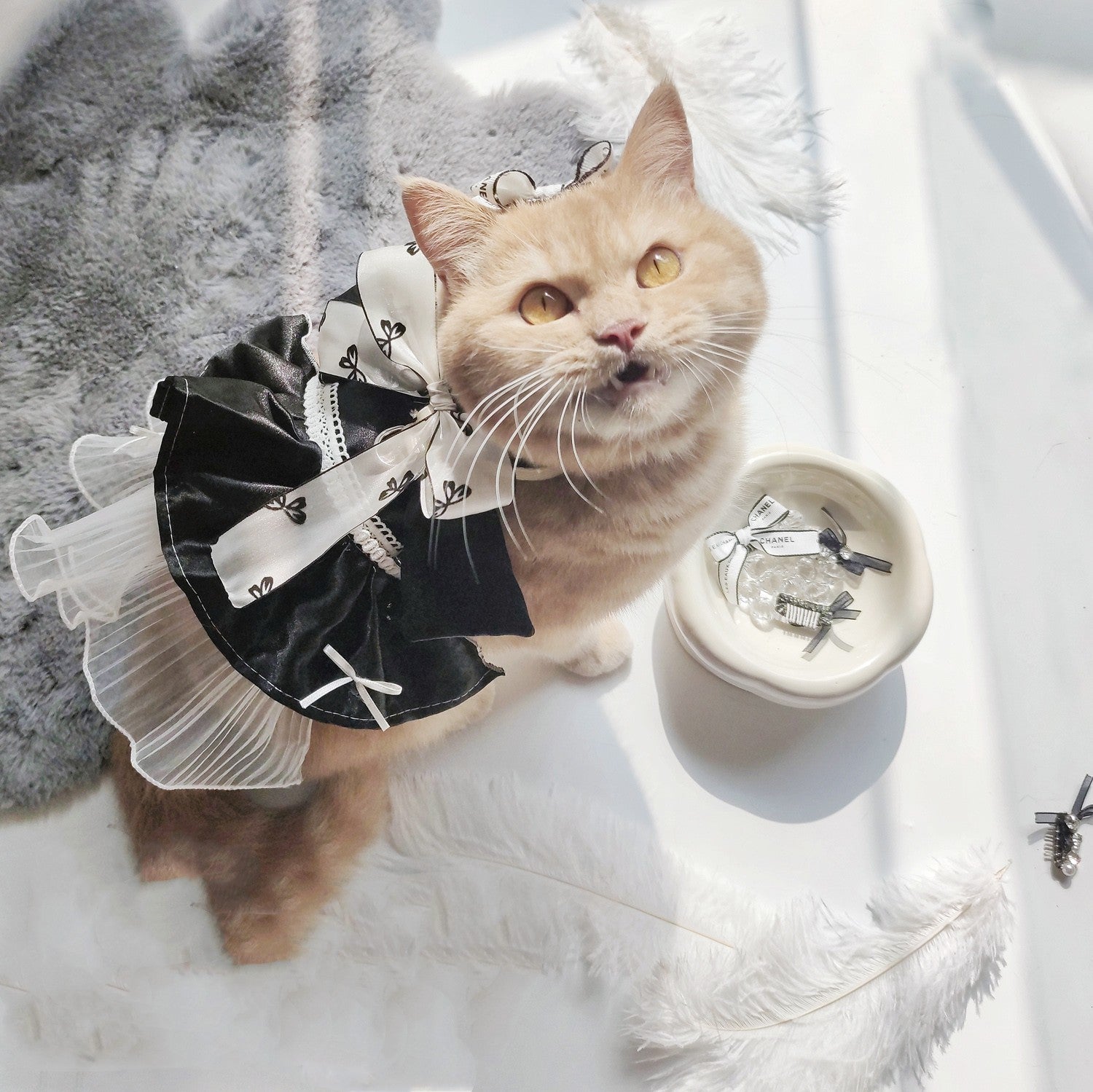 Chat élégant portant une robe de traction noire avec nœud papillon, parfait pour les sorties stylées.