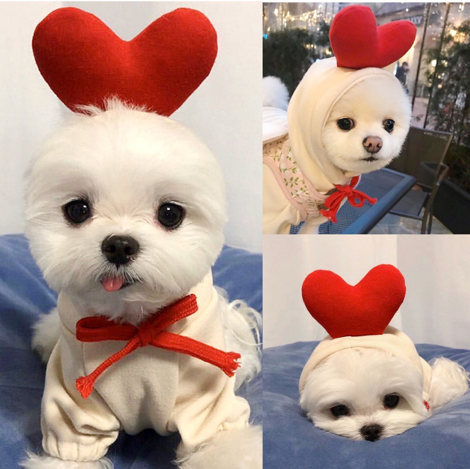 Petit chien blanc en vêtement douillet avec un chapeau en forme de cœur rouge.