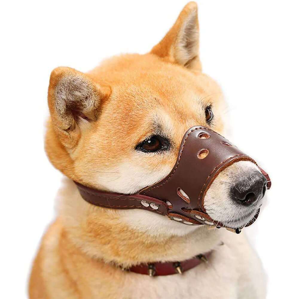 Shiba Inu wearing a comfortable brown leather muzzle for dogs, designed for ventilation and bite prevention.