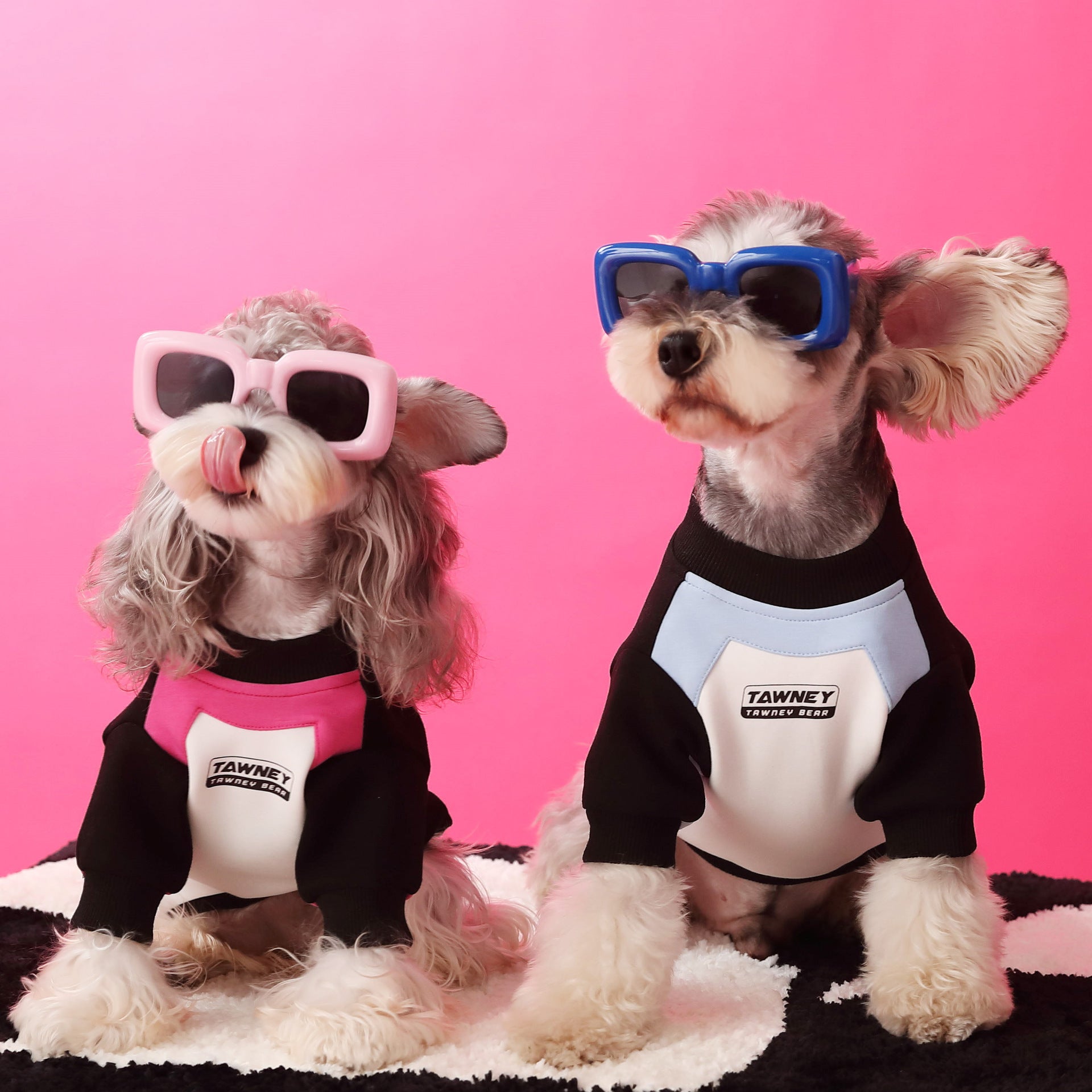 Deux chiens élégants en pulls zippés en coton, l'un en rose, l'autre en bleu, portant des lunettes de soleil sur fond rose.