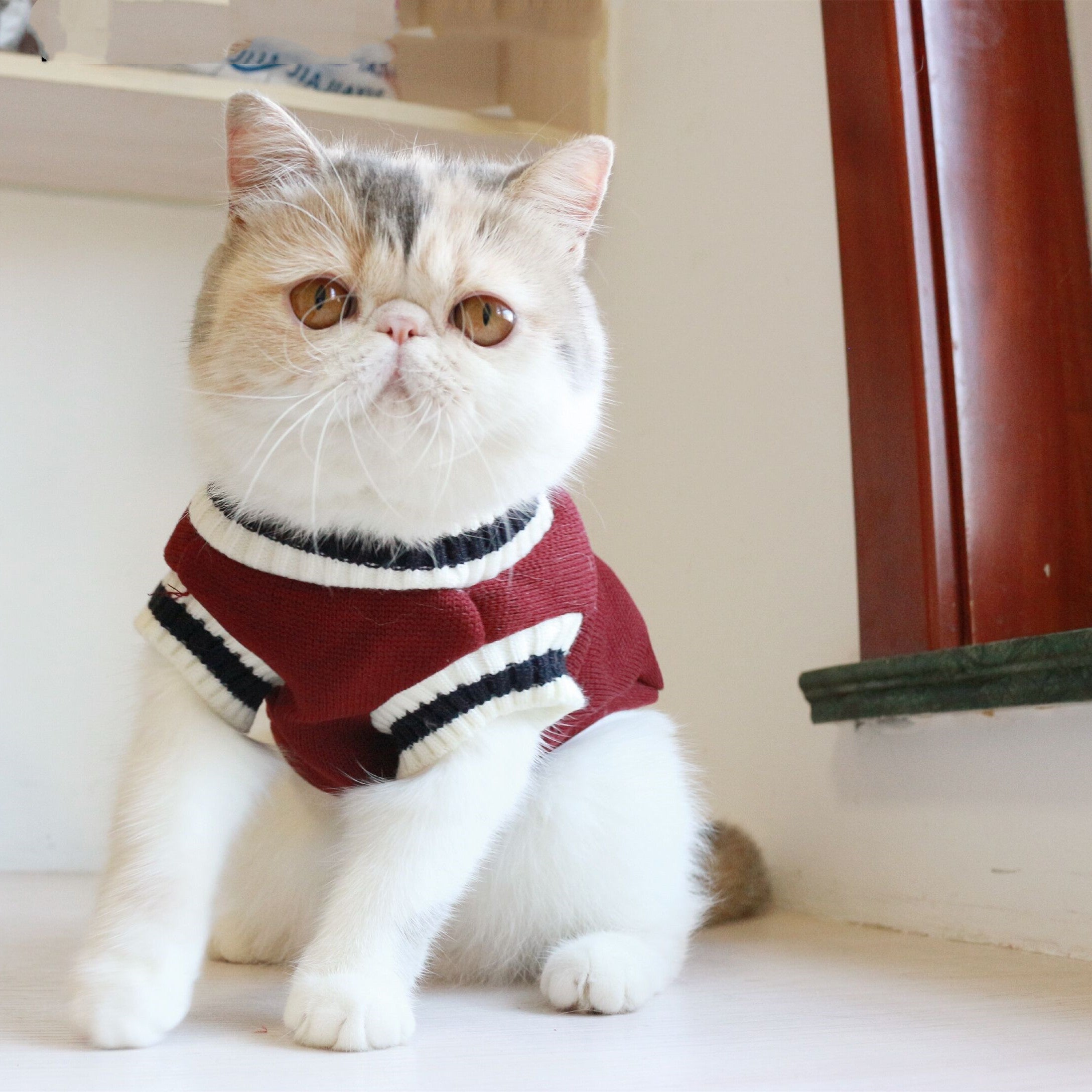 Chat portant un gilet sans manches en laine rouge, inspiré du style universitaire américain.