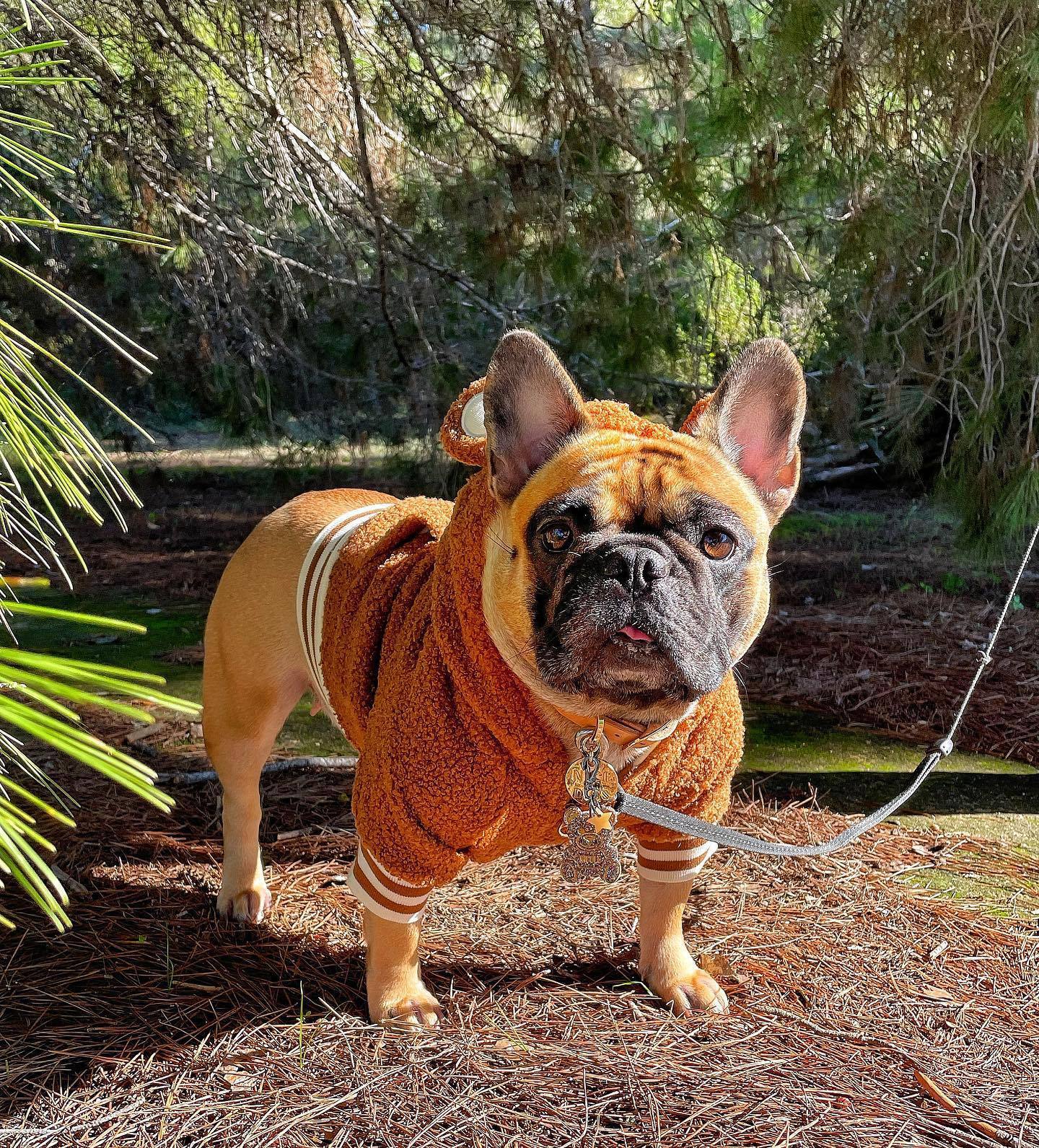 French Bulldog wearing brown fleece pull, perfect for pets in winter and stylish outdoor walks.