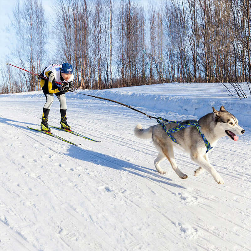 Skier using a harness to ski while being pulled by a happy Siberian Husky on snow-covered trail.