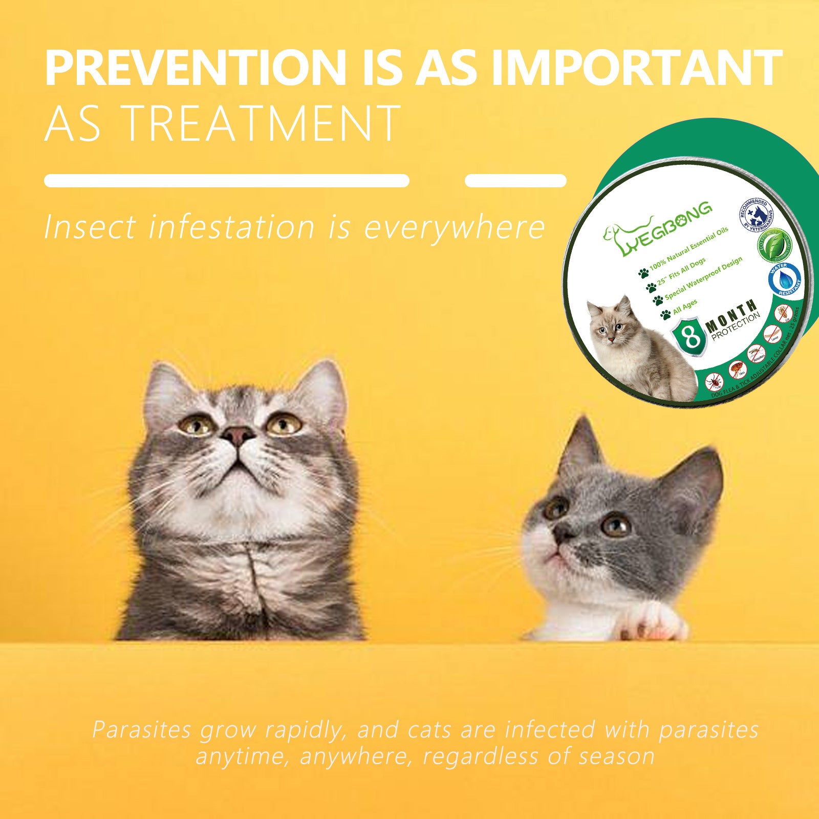 Chat regardant occasionnellement avec des conseils sur la prévention des infestations d'insectes pour animaux de compagnie.