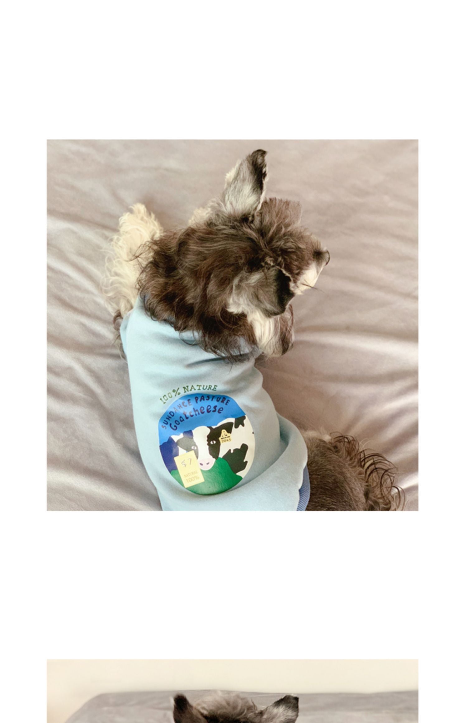 Chien portant un pull bleu avec un motif de nature, allongé sur un coussin, style décontracté.