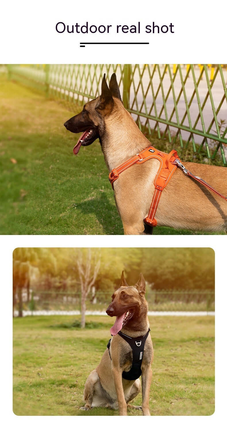 Chien portant un harnais réfléchissant orange et noir lors d'une promenade en extérieur.