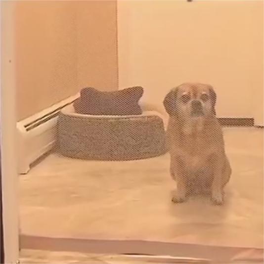 Chien derrière une barrière d'isolation portable, près d'un panier pour chien, dans un espace délimité.