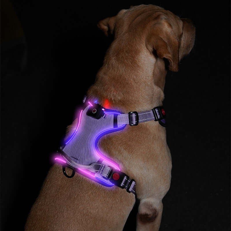 Harnais LED lumineux rechargeable pour chiens, offrant visibilité et sécurité lors des promenades nocturnes.