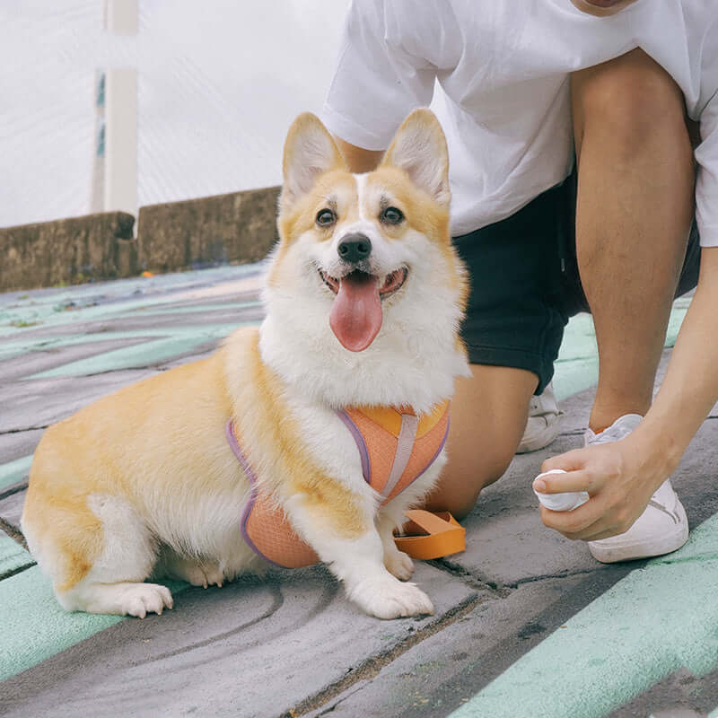 Corgi wearing a colorful harness and leash, sitting happily on a vibrant pathway during a walk.