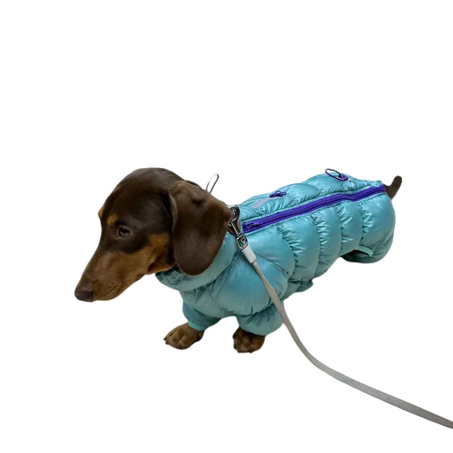 Chien en manteau thermique en coton bleu avec laisse, idéal pour l'hiver et le confort des animaux.