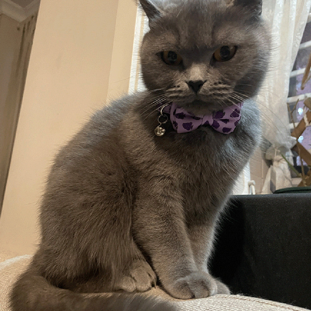 Chat gris avec un nœud violet assis sur un canapé, ajoutant une touche élégante et amusante à son look.