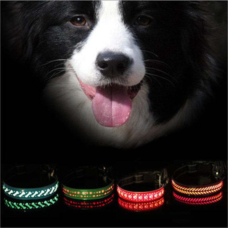 Collier LED pour chien avec éclairage en plusieurs couleurs, offrant visibilité et sécurité nocturne.