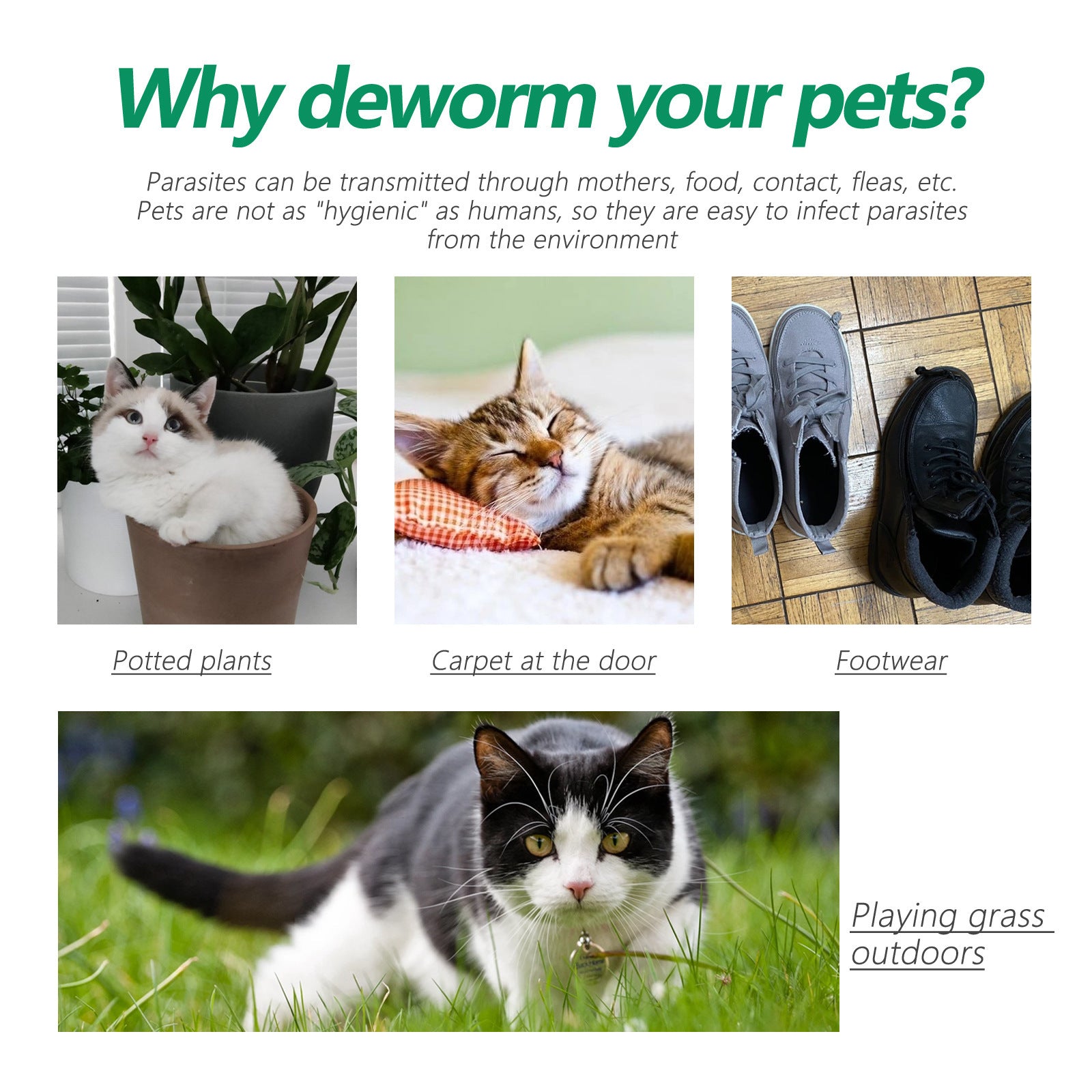 Cats and footwear near doorways as examples of environments where pets can pick up parasites.