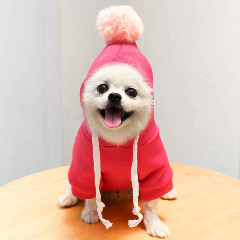 Chien joyeux en pull à capuche rose avec pompon sur une table en bois, ajoutant style et confort.
