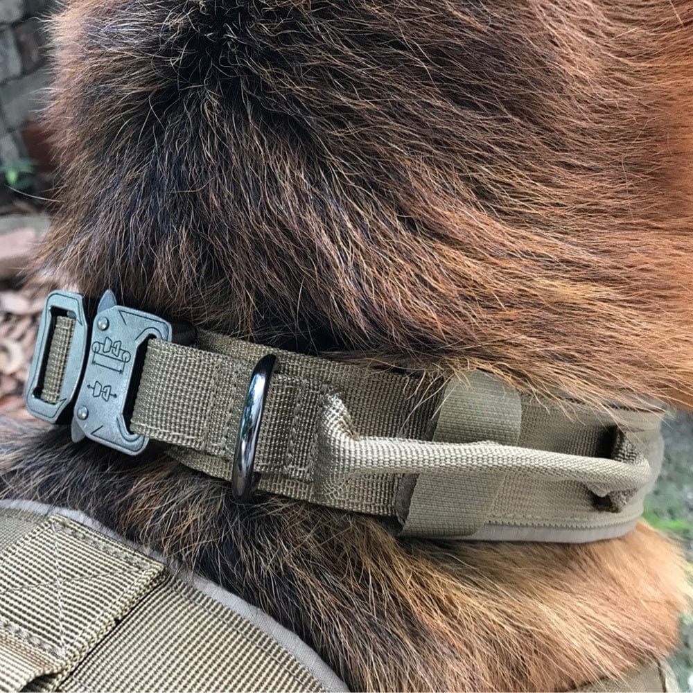 Collier de chien tactical en nylon durable, ajustement sécurisé sur la nuque d'un chien.