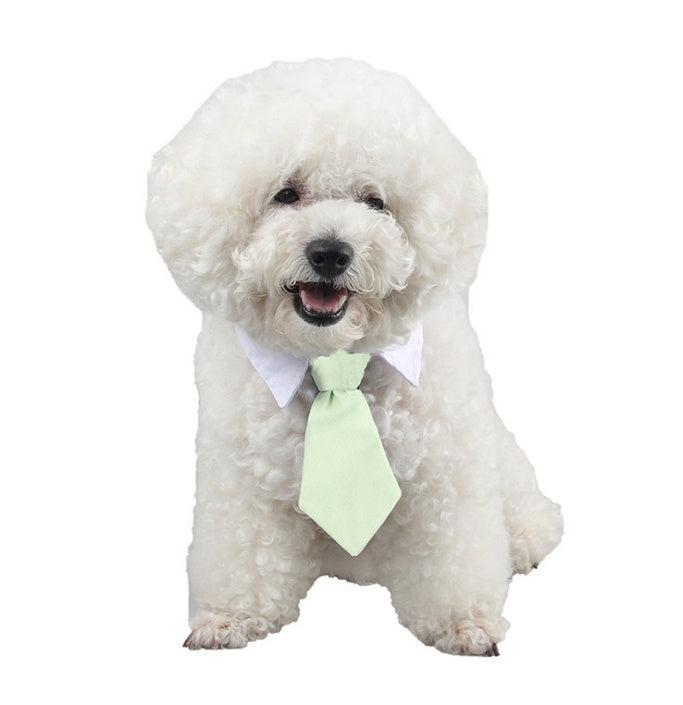 Chien bichon frise élégant portant une chemise blanche et une cravate verte, souriant avec style.