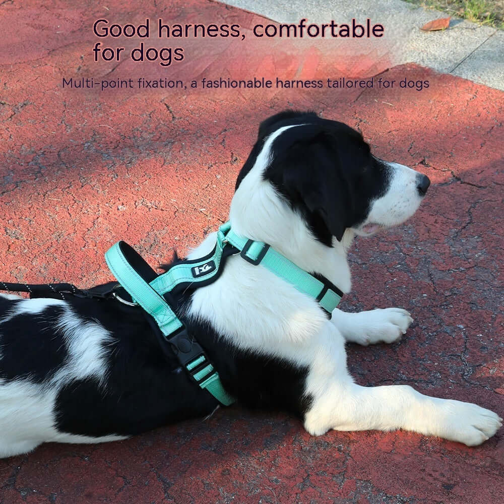 Harness for dogs, showcasing a comfortable and stylish design with multi-point fixation.