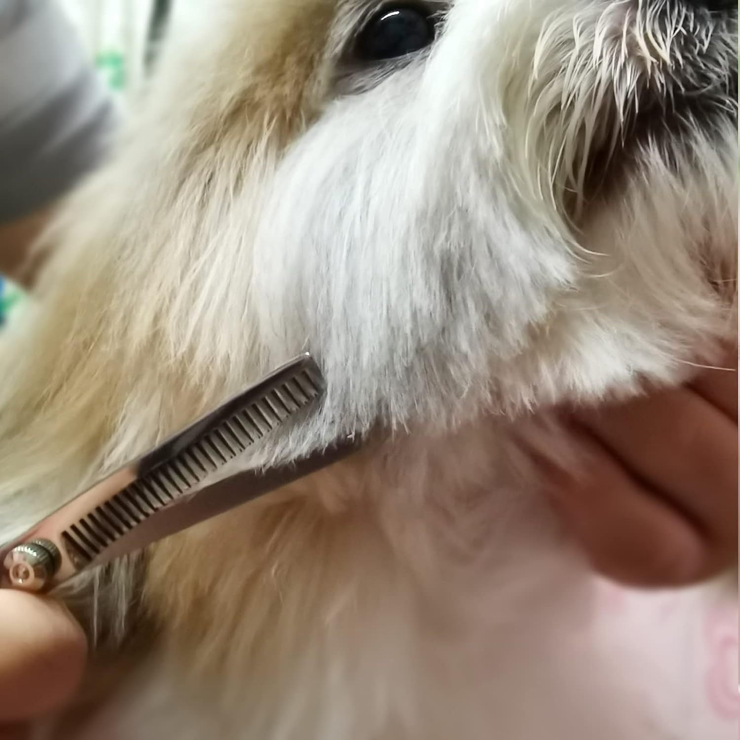 Ciseaux de Toilettage pour Chiens avec Bout Arrondi en Acier Inoxydable