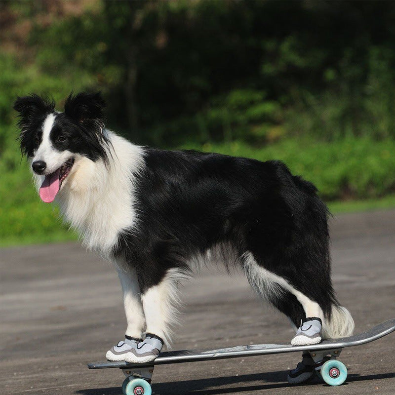 Un chien noir et blanc portant des chaussures sur un skateboard, montrant son habilité et son côté amusant.