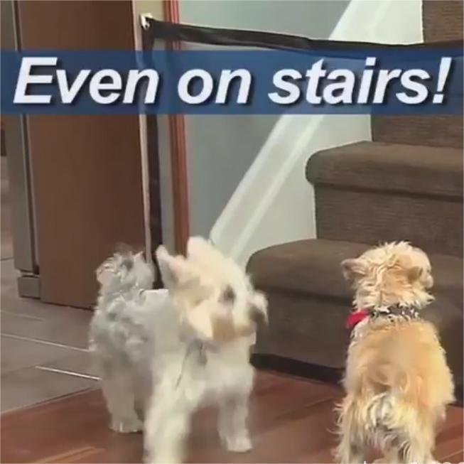 Barrière d'Isolation pour Animaux montrant des chiens jouant en toute sécurité près d'un escalier.