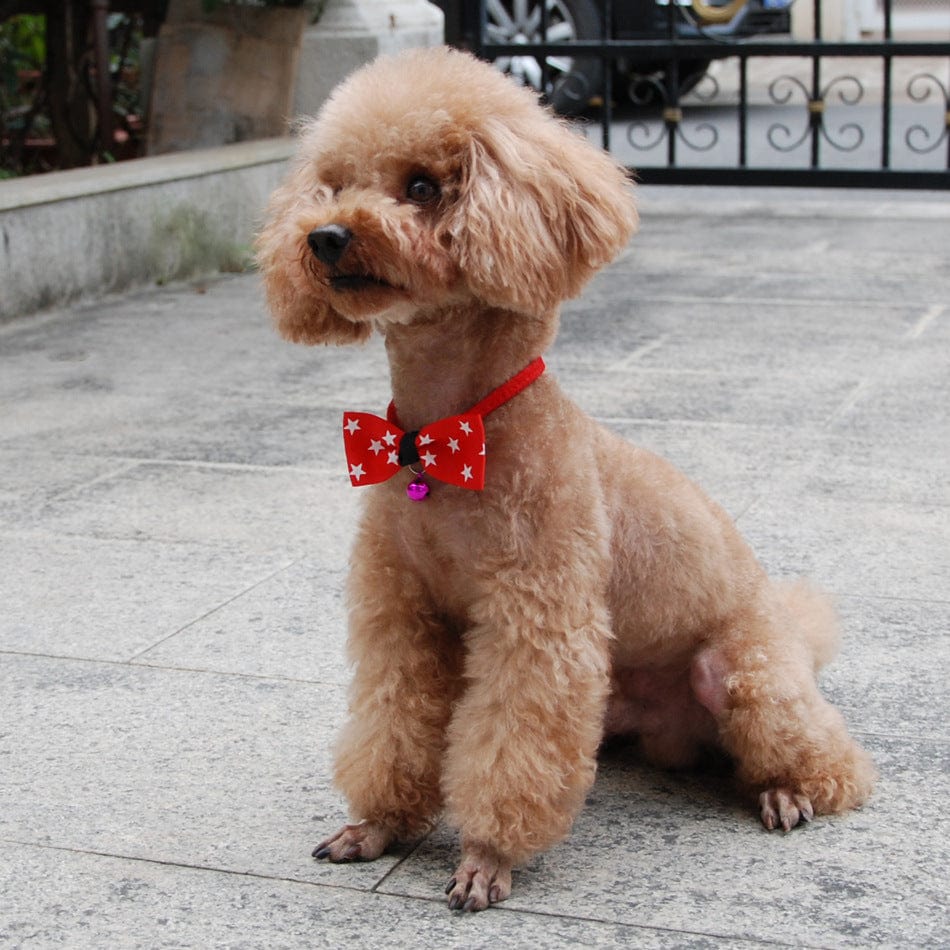 Chien avec un nœud papillon rouge à étoiles, ajoutant style et élégance aux animaux de compagnie.