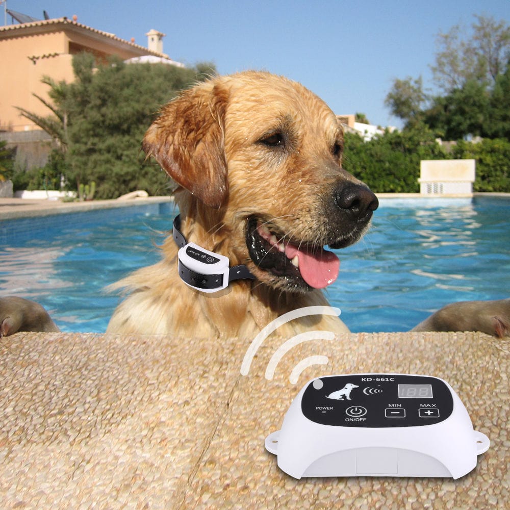Chien doré avec collier de clôture électronique sans fil près d'une piscine, à côté d'un émetteur.