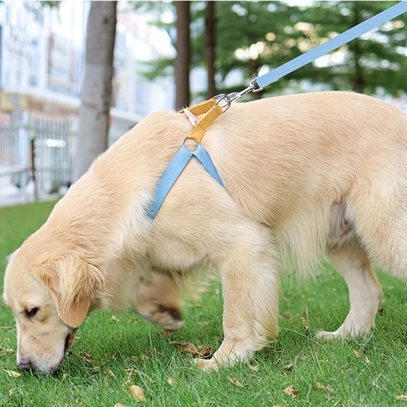 Harnais coloré anti-évasion pour chien avec laisse, conçu en coton doux pour promenades sécurisées.