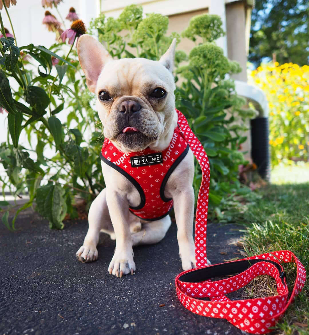Chien bulldog français portant un harnais respirant rouge et une laisse assortie dans un jardin.