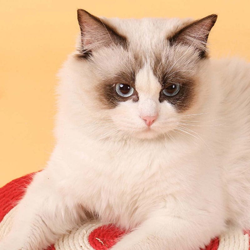 Chat avec pelage blanc et tacheté, se reposant sur un coussin rouge, sur fond jaune.