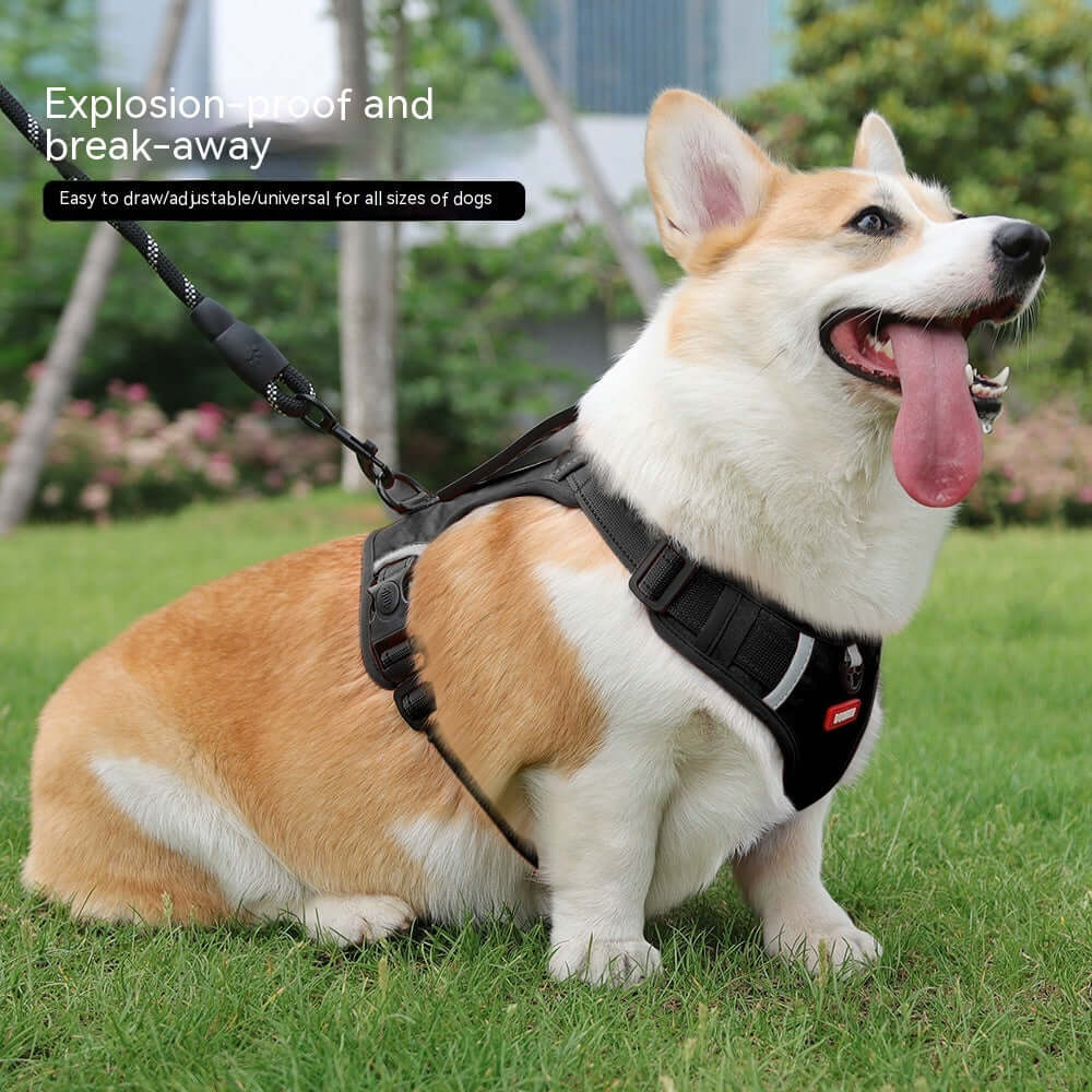 Corgi dog wearing a safety harness, showcasing its adjustable design, suitable for all sizes of pets.