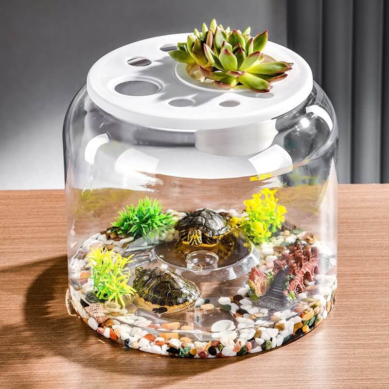 Aquarium écologique transparent pour tortues avec plantes et décor naturel, idéal pour l'habitat des reptiles.