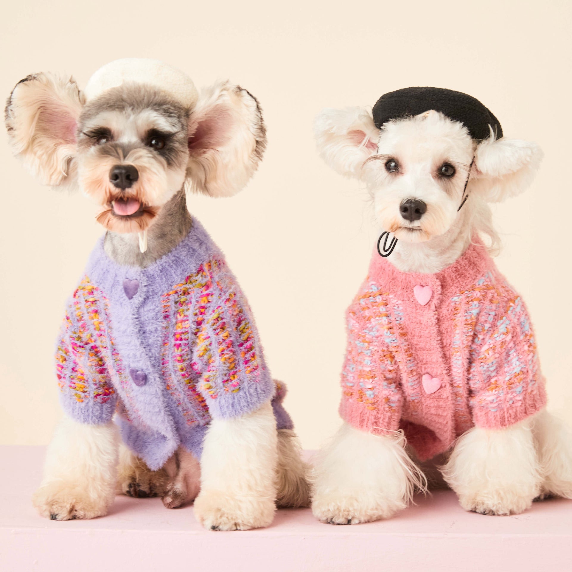 Chiennes en cardigans colorés violet et rose, tendance automne/hiver, vêtement pour animaux de compagnie avec coupe décontractée.
