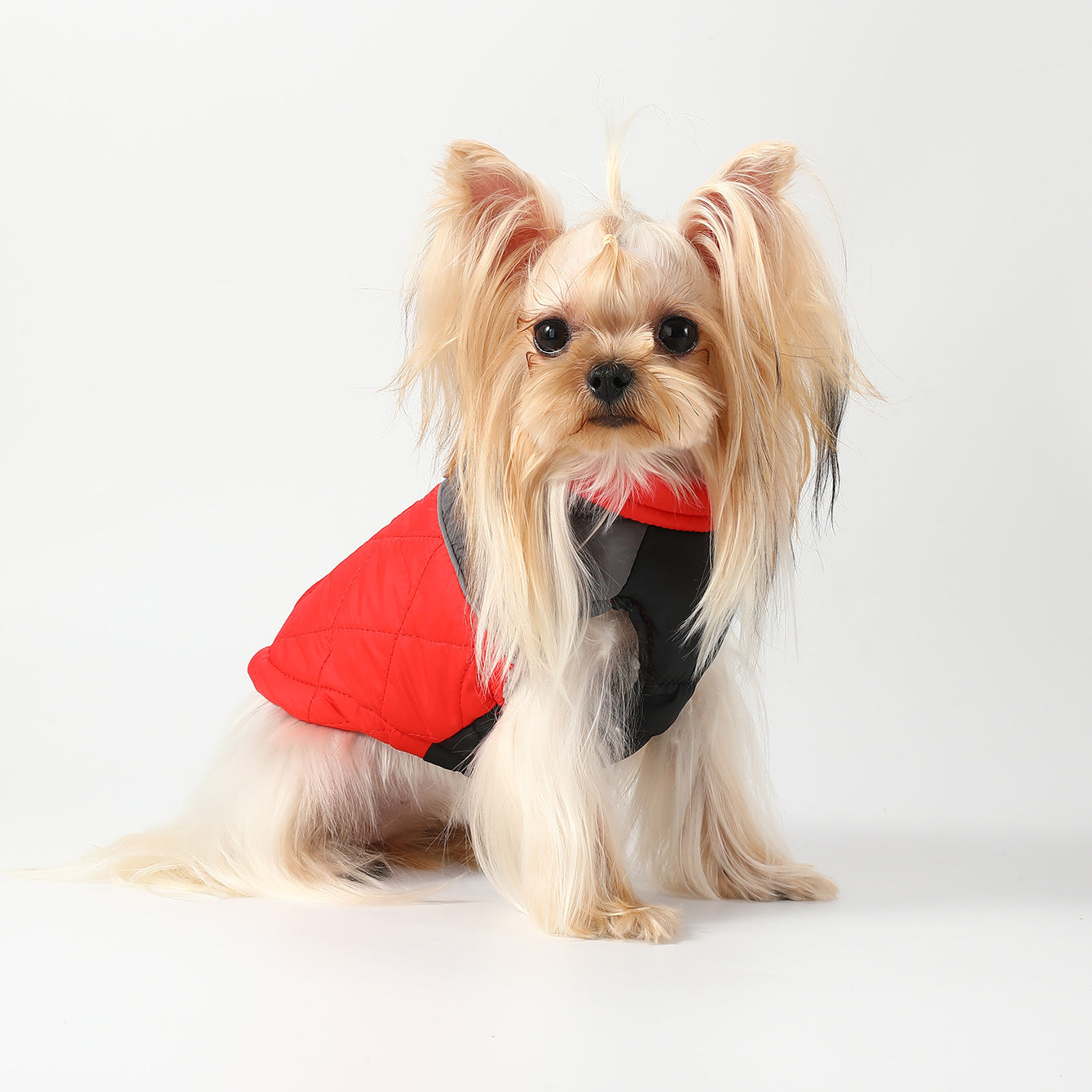 Chien Yorkshire portant une combinaison de ski imperméable rouge et grise, idéale pour les vêtements pour animaux.